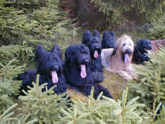 Photos: Briard (Dog standard) (pictures, images)
