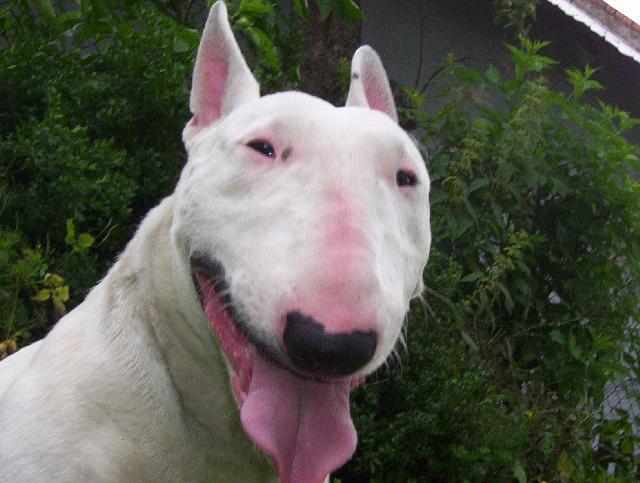 Photos: Bull terrier (Dog standard) (pictures, images)