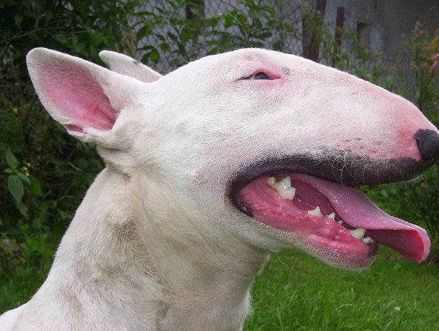 Photos: Bull terrier (Dog standard) (pictures, images)