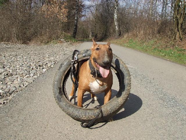 Photos: Bull terrier (Dog standard) (pictures, images)