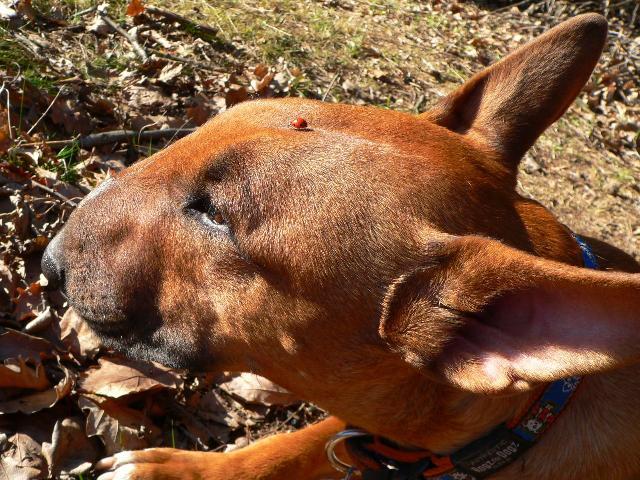 Photos: Bull terrier (Dog standard) (pictures, images)