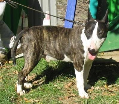 Photos: Bull terrier (Dog standard) (pictures, images)