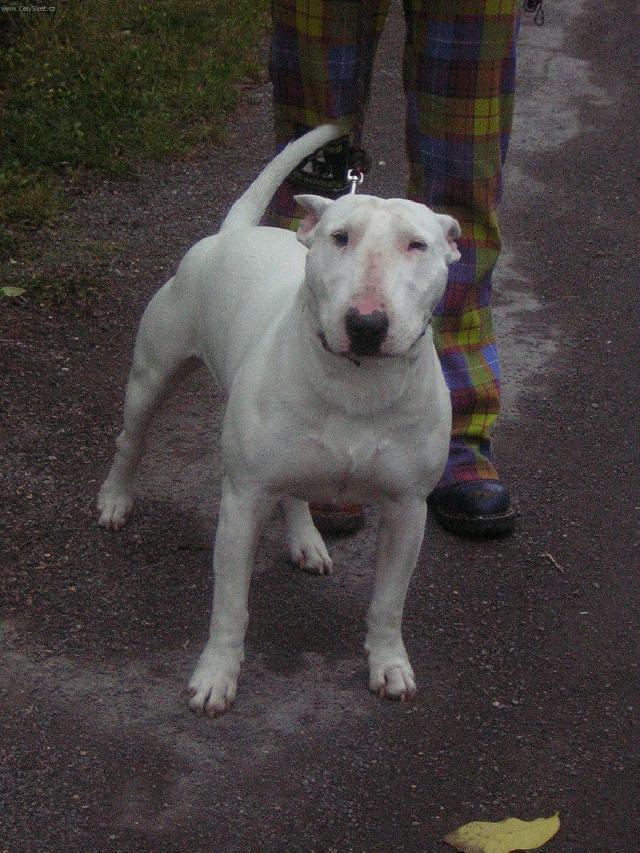 Photos: Bull terrier (Dog standard) (pictures, images)
