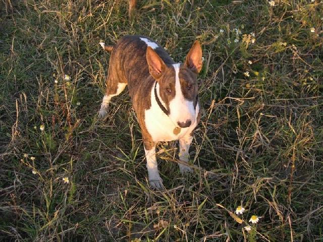 Photos: Bull terrier (Dog standard) (pictures, images)