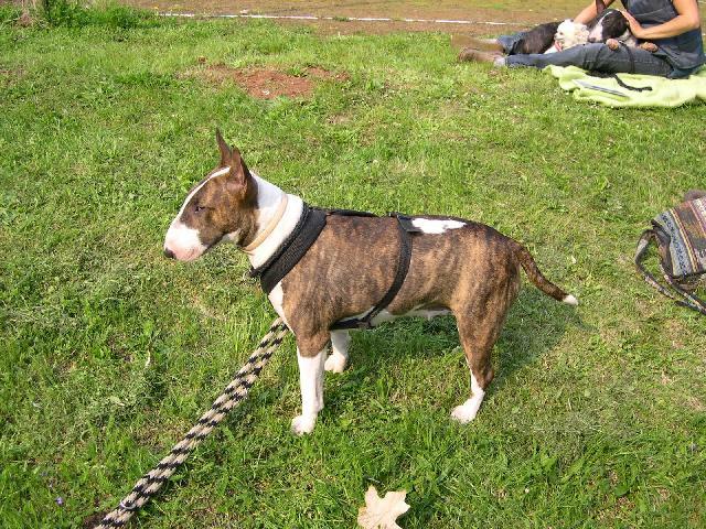 Photos: Bull terrier (Dog standard) (pictures, images)