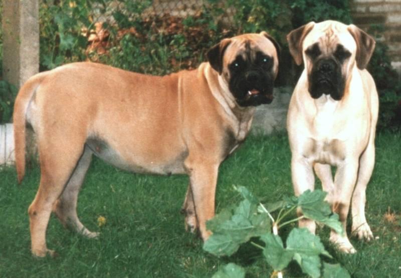 Photos: Bullmastiff (Dog standard) (pictures, images)