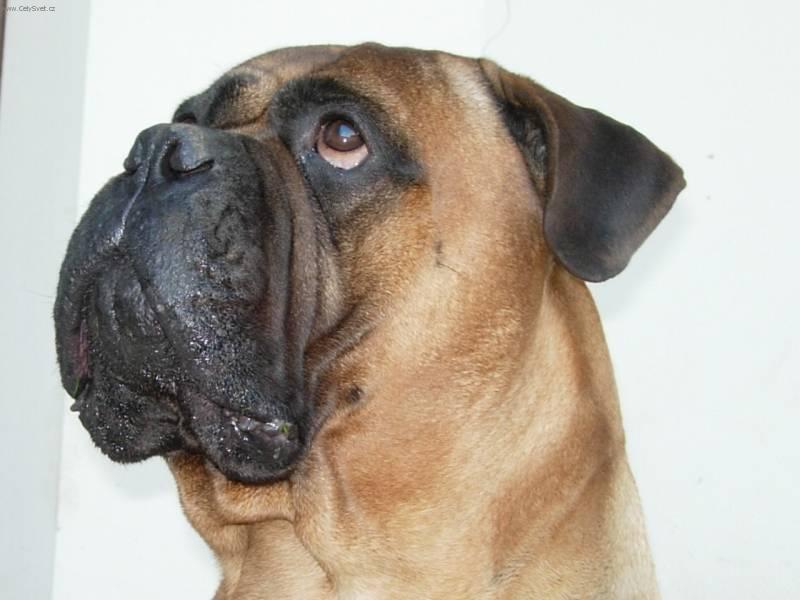 Photos: Bullmastiff (Dog standard) (pictures, images)