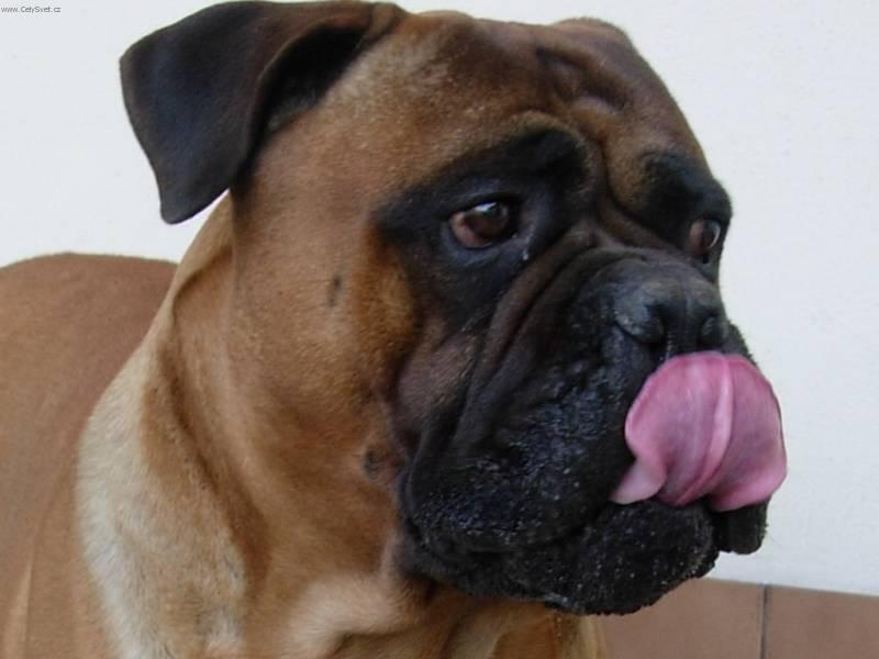 Photos: Bullmastiff (Dog standard) (pictures, images)