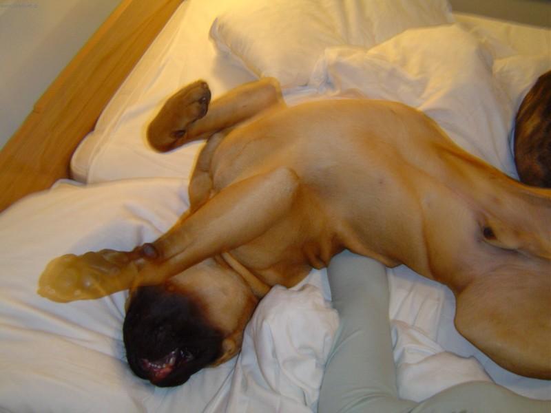 Photos: Bullmastiff (Dog standard) (pictures, images)