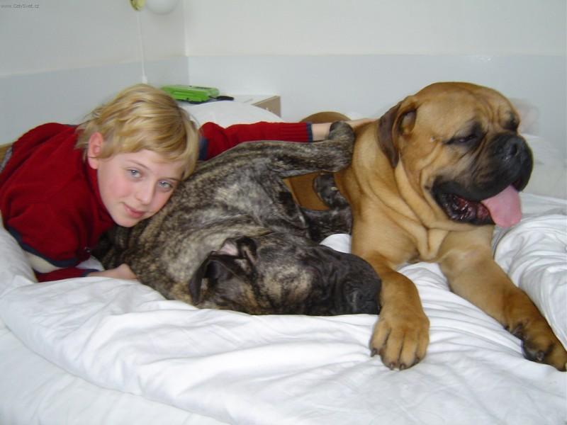 Photos: Bullmastiff (Dog standard) (pictures, images)