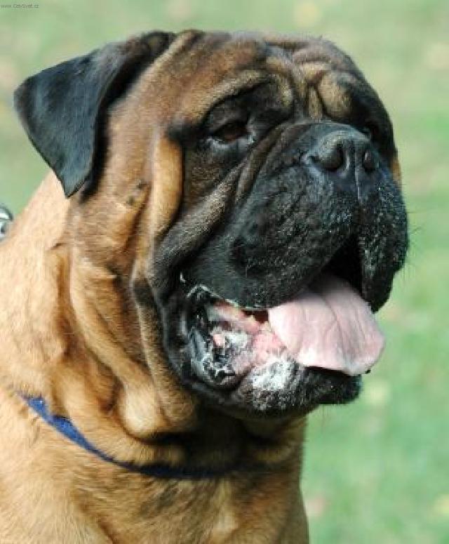 Photos: Bullmastiff (Dog standard) (pictures, images)