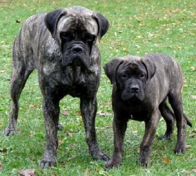 Photos: Bullmastiff (Dog standard) (pictures, images)