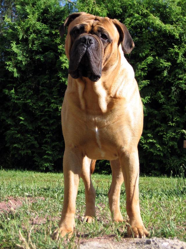 Photos: Bullmastiff (Dog standard) (pictures, images)