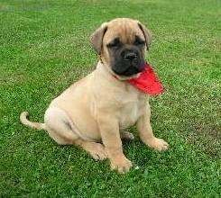 Photos: Bullmastiff (Dog standard) (pictures, images)