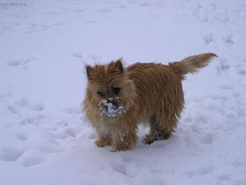 Photos: Cairn terrier (Dog standard) (pictures, images)