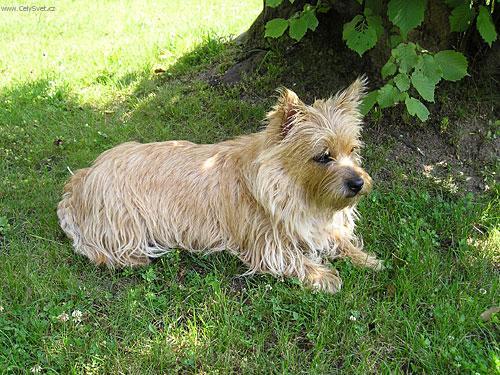 Photos: Cairn terrier (Dog standard) (pictures, images)