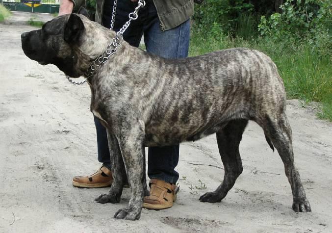 Photos: Canarian dog (Dog standard) (pictures, images)