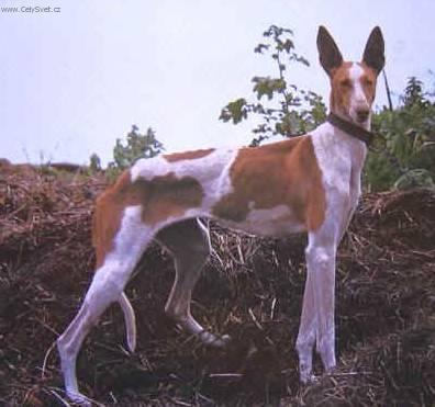 Photos: Canarian warren hound (canarian podenco) (Dog standard) (pictures, images)
