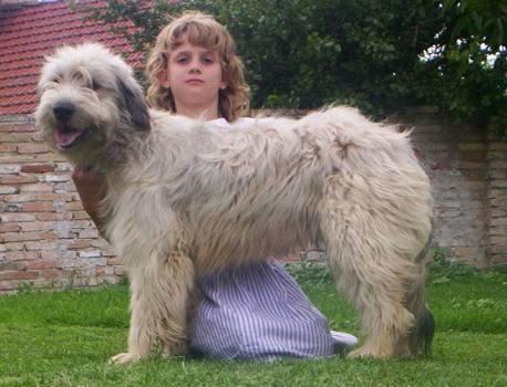 Photos: Catalonian sheepdog (Dog standard) (pictures, images)