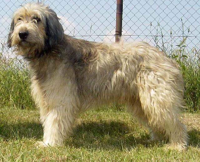 Photos: Catalonian sheepdog (Dog standard) (pictures, images)