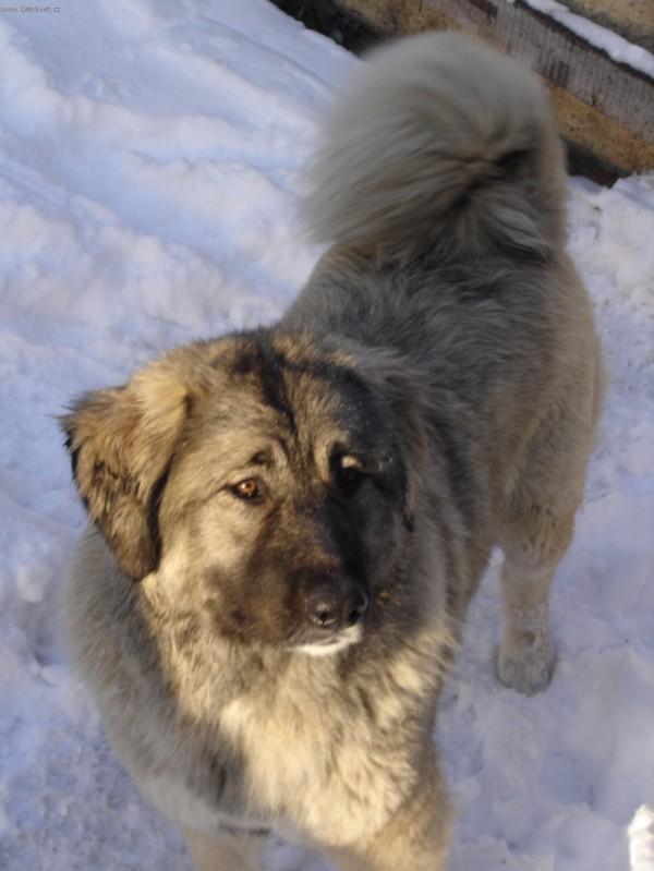 Photos: Caucasian shepherd (Dog standard) (pictures, images)