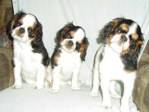 Photos: Cavalier king charles spaniel (Dog standard) (pictures, images)