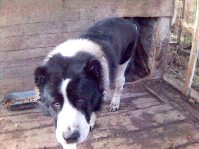 Photos: Central asia shepherd dog (Dog standard) (pictures, images)