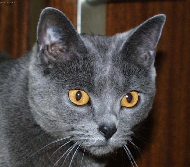 Photos: Chartreux (cat) (pictures, images)