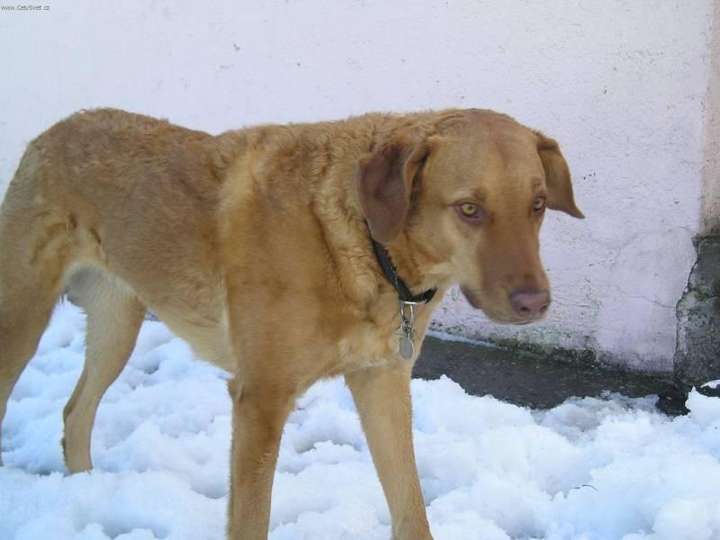 Photos: Chesapeake bay retriever (Dog standard) (pictures, images)