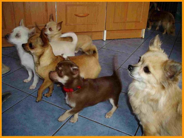 Photos: Chihuahua (Dog standard) (pictures, images)