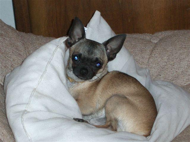 Photos: Chihuahua (Dog standard) (pictures, images)