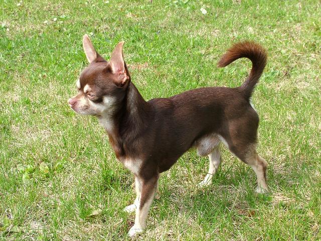 Photos: Chihuahua (Dog standard) (pictures, images)