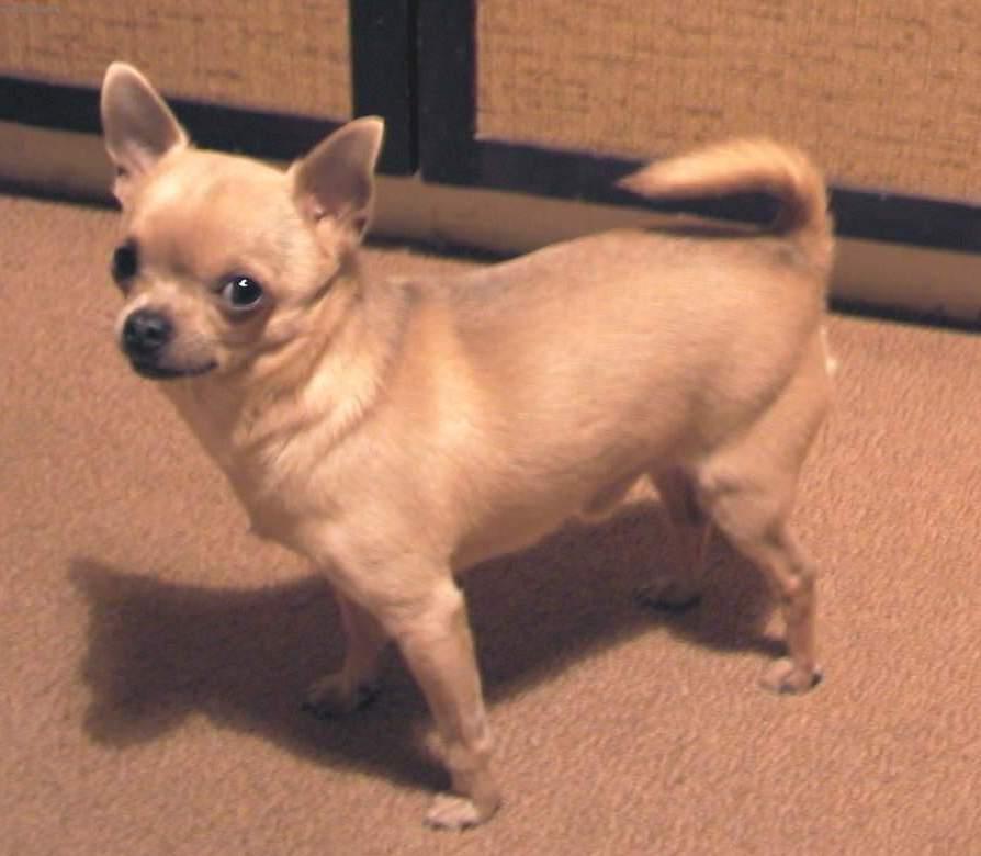 Photos: Chihuahua (Dog standard) (pictures, images)