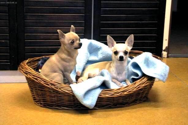 Photos: Chihuahua (Dog standard) (pictures, images)