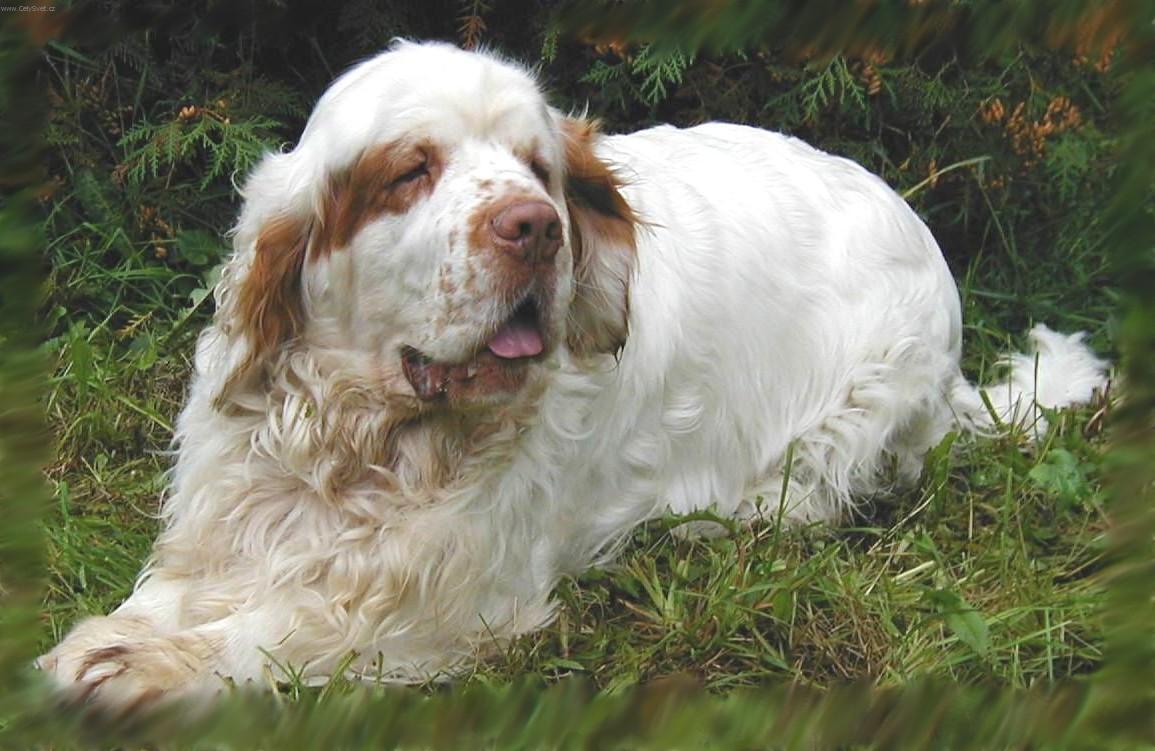 Photos: Clumber spaniel (Dog standard) (pictures, images)