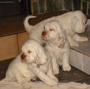 Photos: Clumber spaniel (Dog standard) (pictures, images)