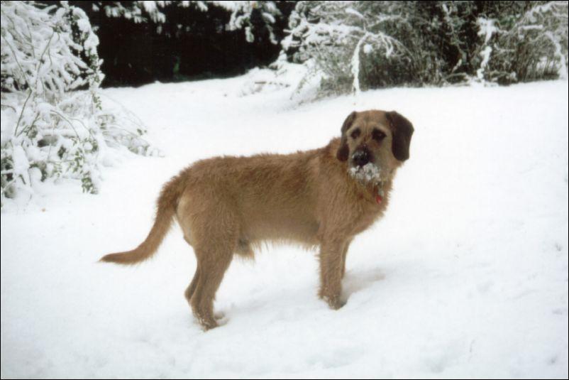 Photos: Coarse-haired styrian hound (Dog standard) (pictures, images)
