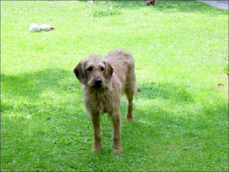 Photos: Coarse-haired styrian hound (Dog standard) (pictures, images)