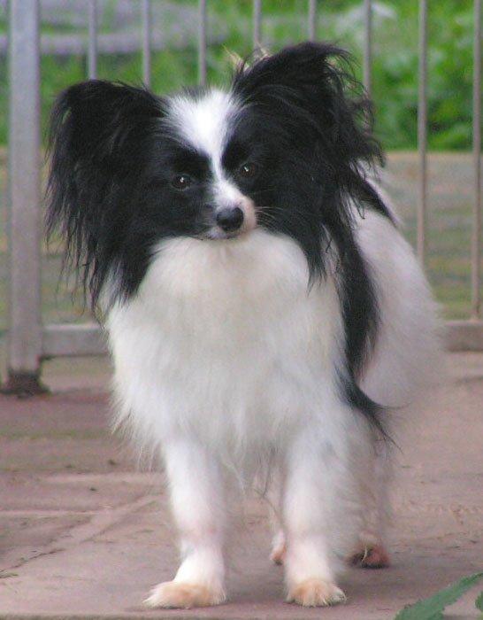 Photos: Continental toy spaniel (Dog standard) (pictures, images)