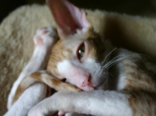 Photos: Cornish Rex (Cat) (pictures, images)