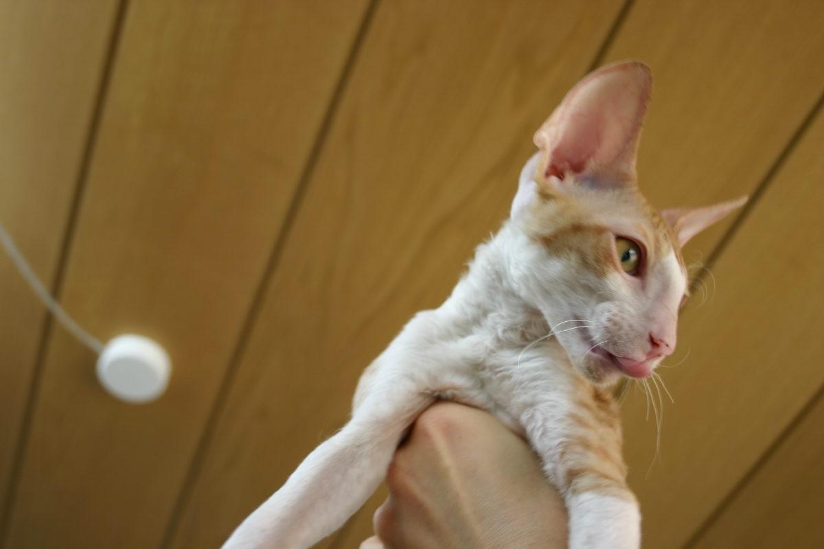 Photos: Cornish Rex (Cat) (pictures, images)