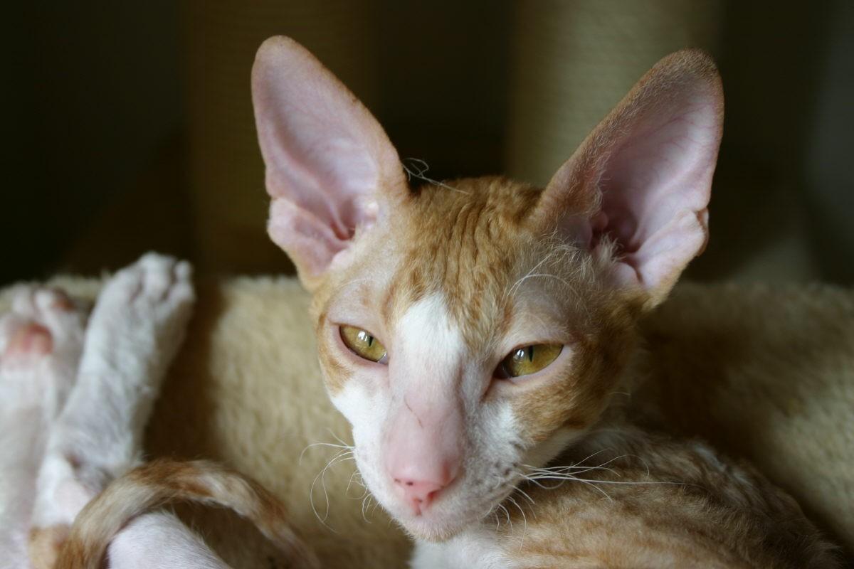 Photos: Cornish Rex (Cat) (pictures, images)