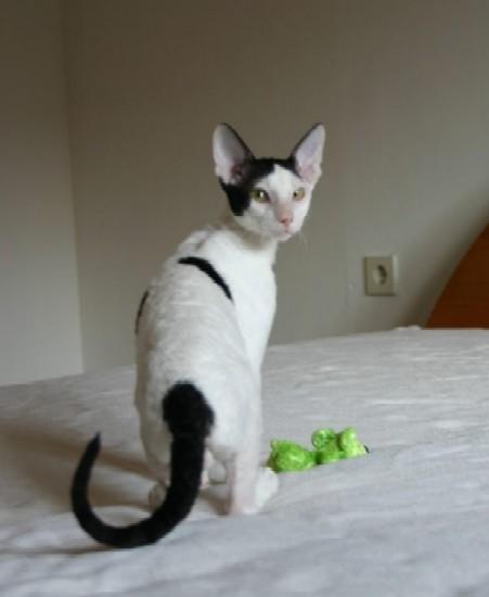 Photos: Cornish Rex (Cat) (pictures, images)