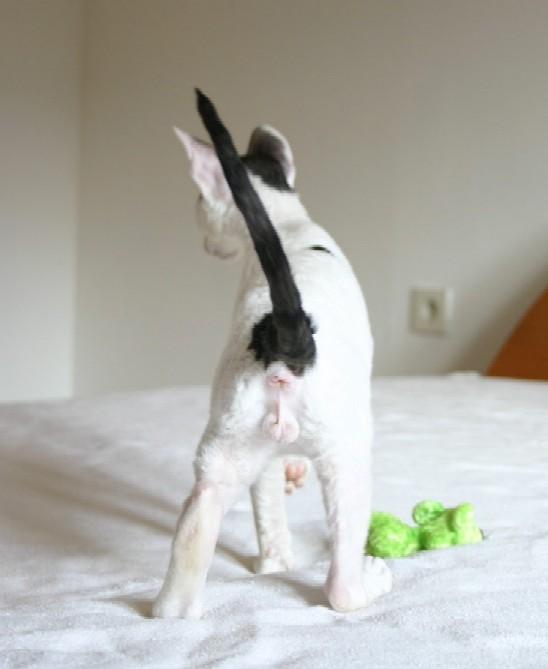 Photos: Cornish Rex (Cat) (pictures, images)