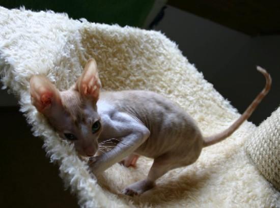 Photos: Cornish Rex (Cat) (pictures, images)