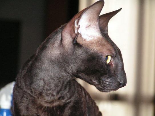 Photos: Cornish Rex (Cat) (pictures, images)
