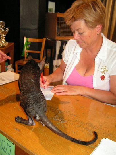 Photos: Cornish Rex (Cat) (pictures, images)