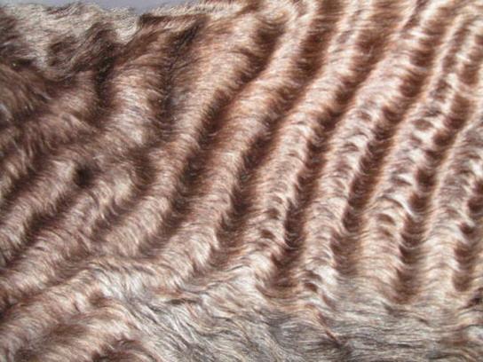 Photos: Cornish Rex (Cat) (pictures, images)