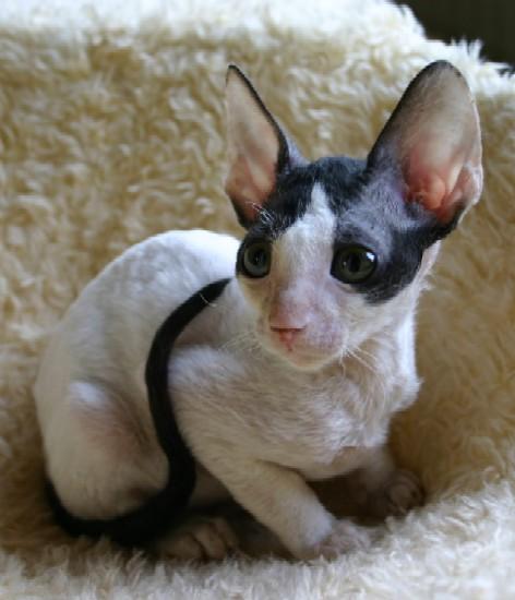 Photos: Cornish Rex (Cat) (pictures, images)