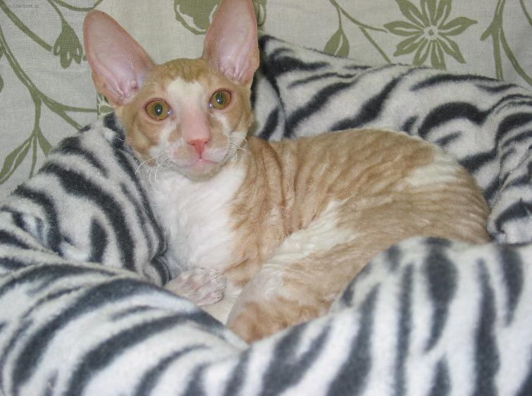 Photos: Cornish Rex (Cat) (pictures, images)